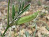 Vicia lathyroides