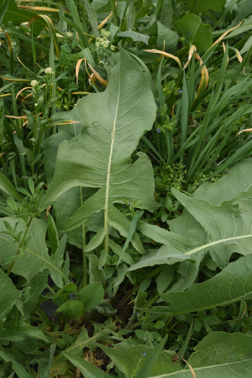 Image of Bunias orientalis specimen.