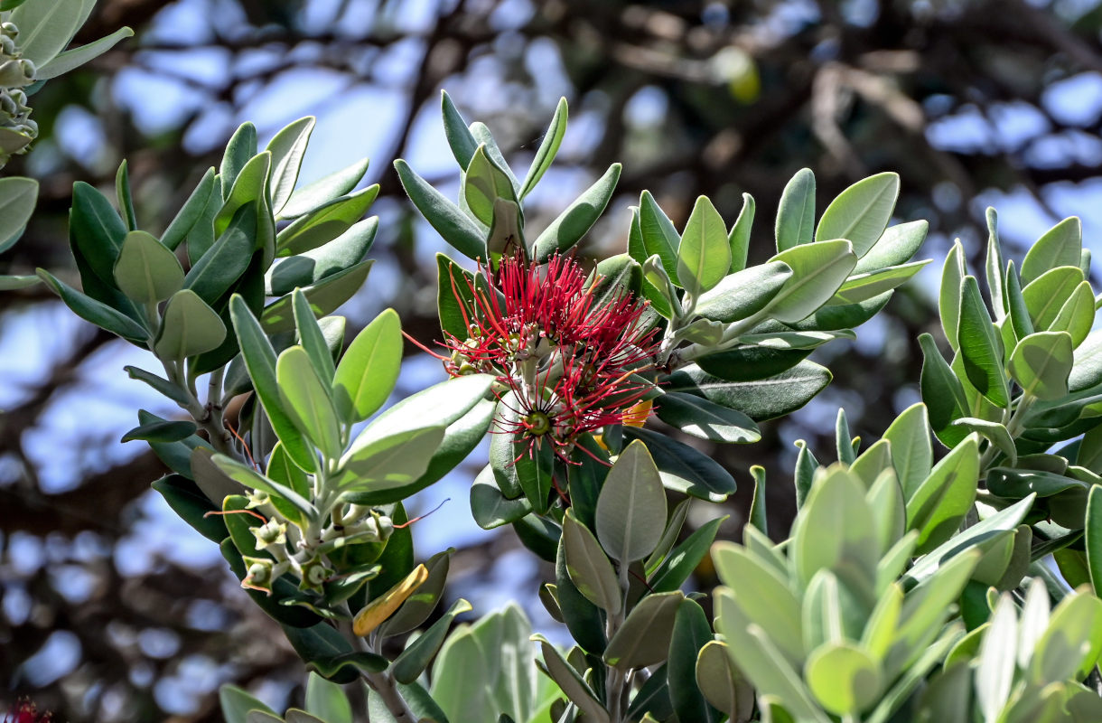 Image of Metrosideros excelsa specimen.