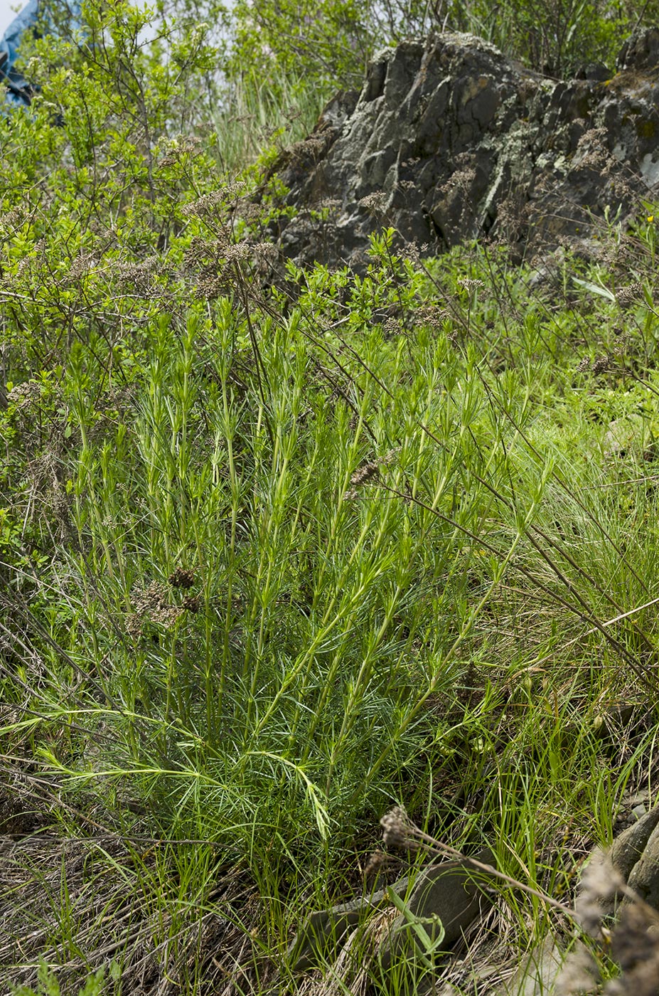 Image of Galium verum specimen.
