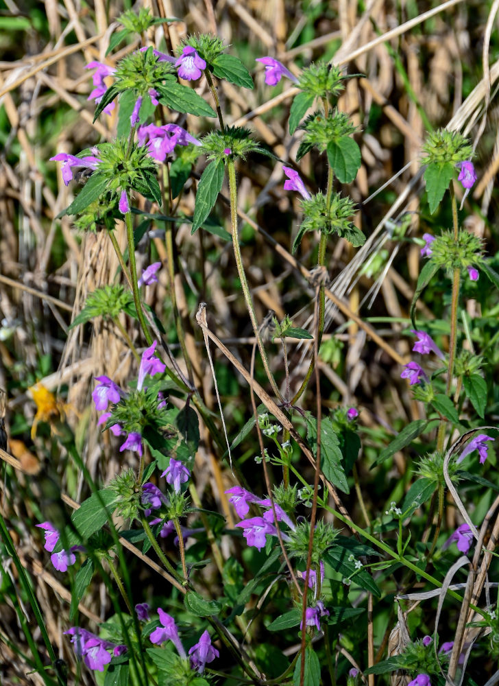 Изображение особи Galeopsis ladanum.