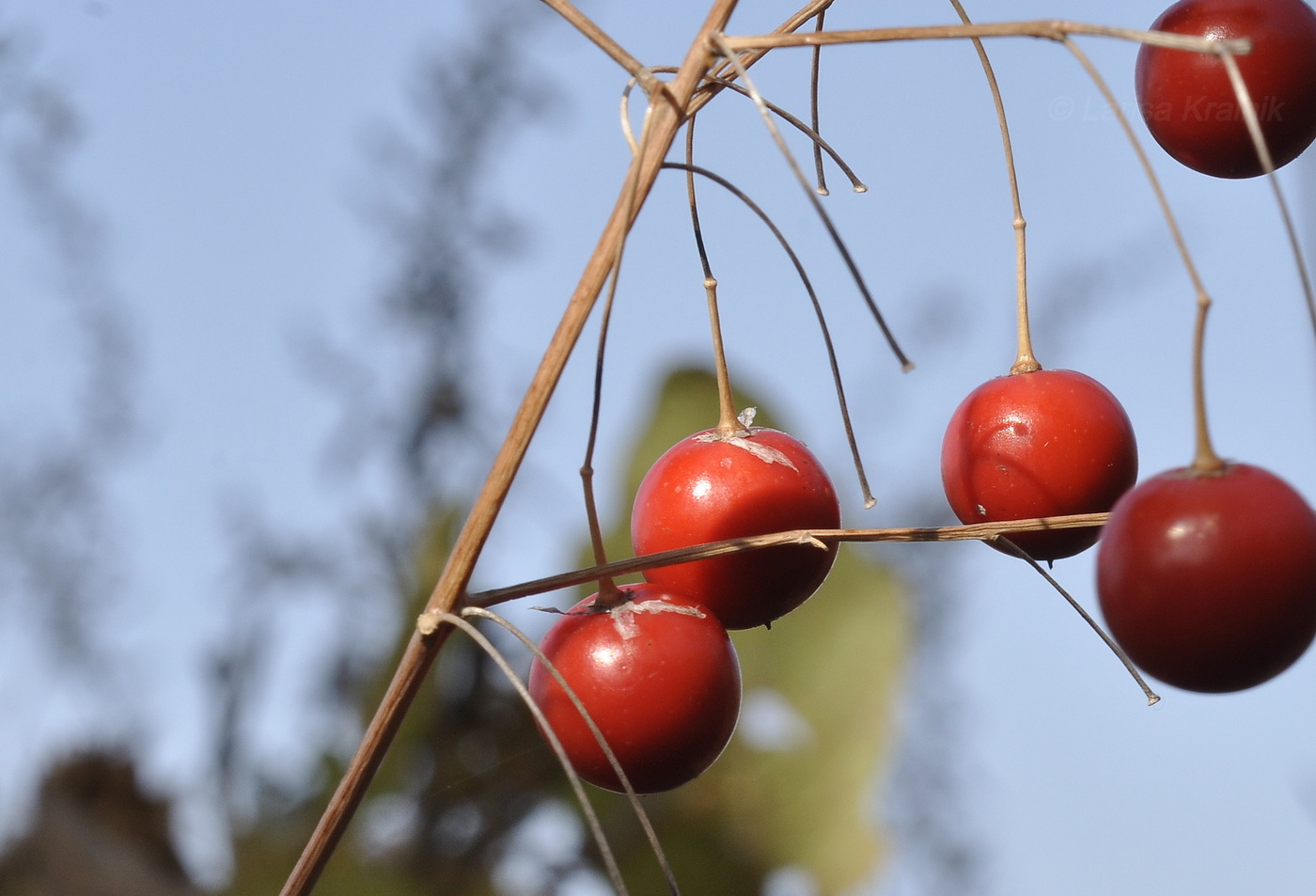 Изображение особи Asparagus oligoclonos.