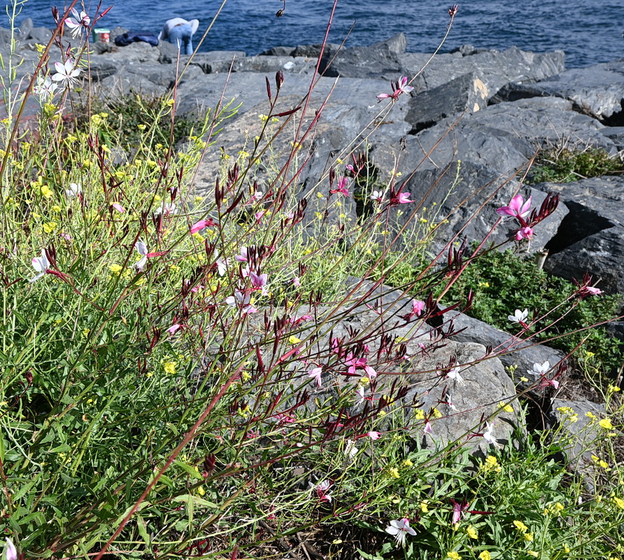 Image of Gaura lindheimeri specimen.