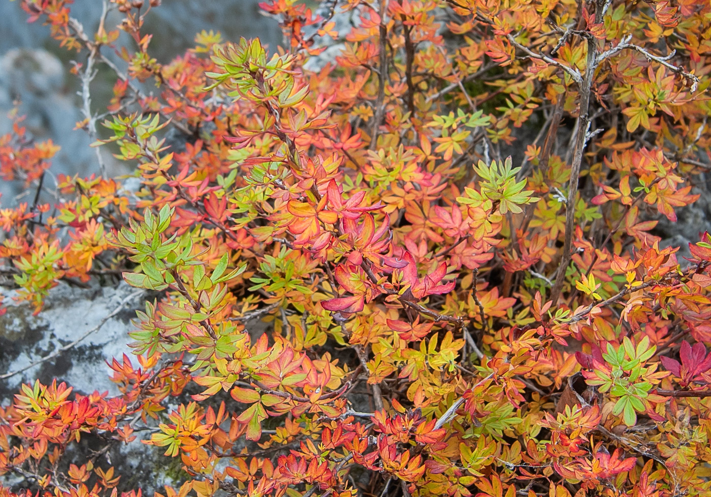 Image of Unknown species specimen.