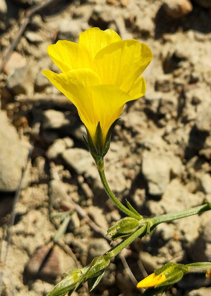 Изображение особи Linum pallasianum.