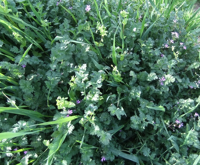 Image of Erodium cicutarium specimen.