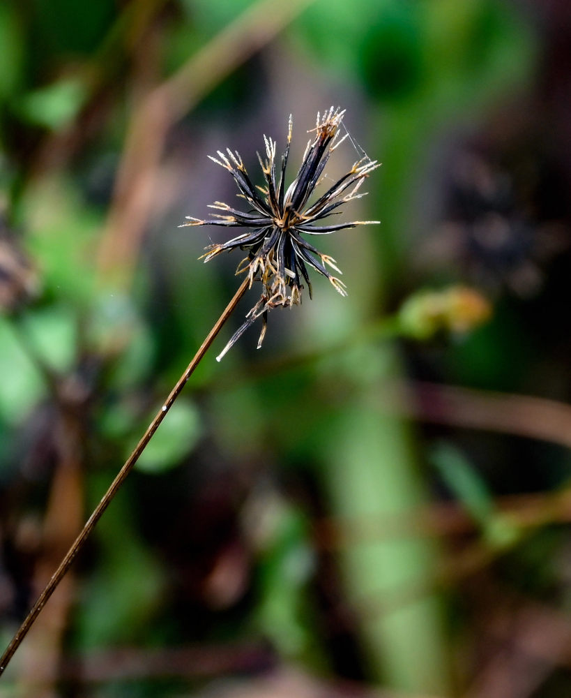 Изображение особи Bidens pilosa.