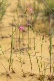 Pleconax conica