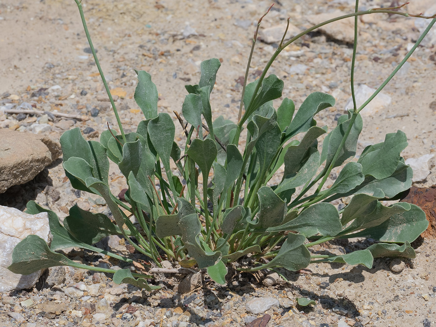 Image of Limonium ferganense specimen.