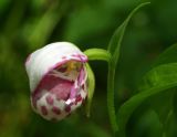 Cypripedium guttatum. Цветок. Томская обл., Томский р-н, окр. села Курлек. Разнотравье в смешанном лесу. 13.06.2026.