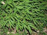 семейство Poaceae