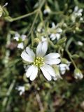 Cerastium arvense. Цветок. Хабаровский край, Комсомольский р-н, с. Верхняя Эконь, берег р. Амур, у подножия сопки. 02.06.2026.
