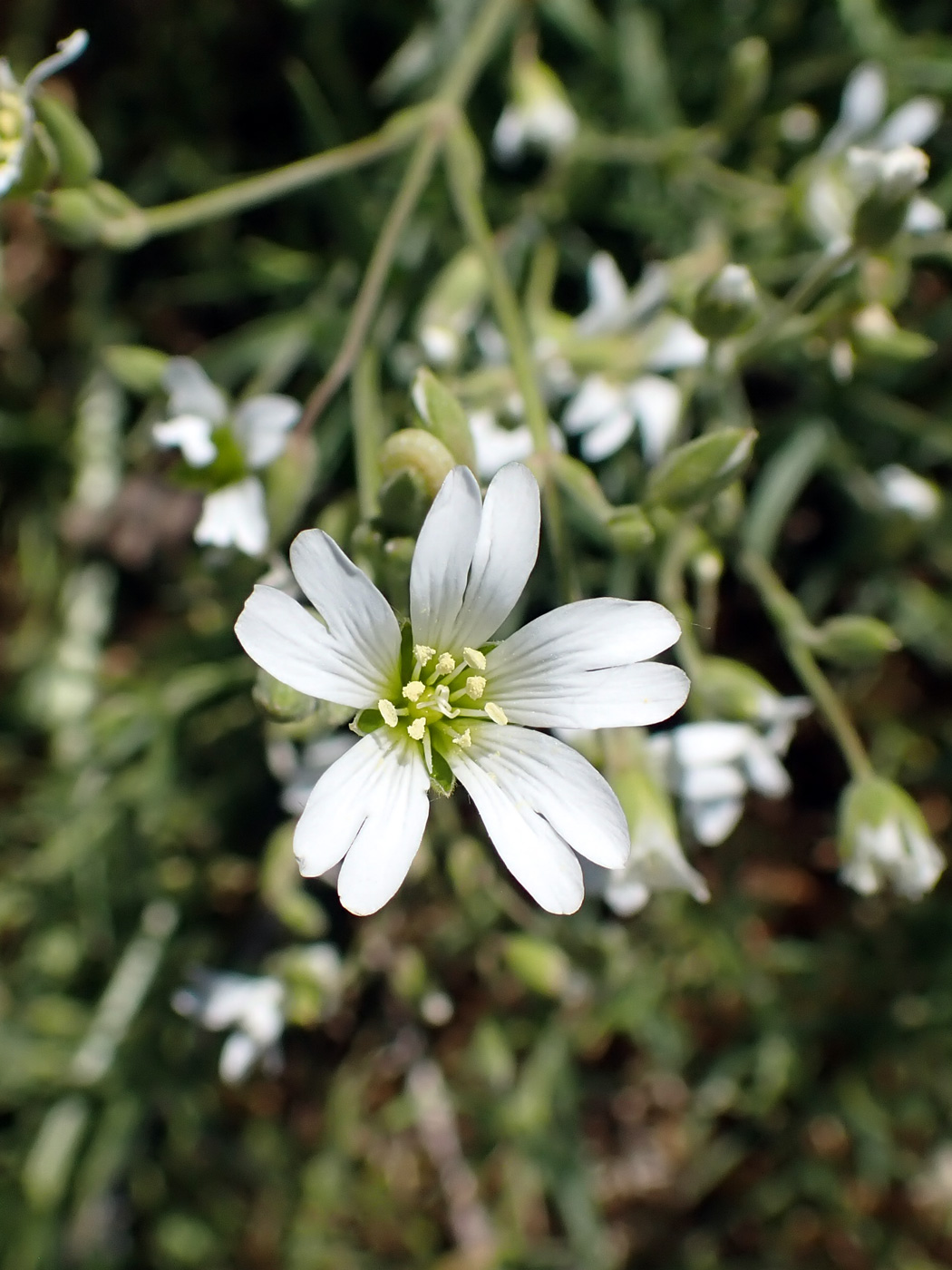 Изображение особи Cerastium arvense.