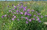 Centaurea jacea. Цветущие растения. Московская обл., Орехово-Зуевский гор. округ, дол. р. Клязьма, луг. 19.07.2026.