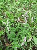 Mentha longifolia