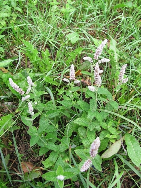 Image of Mentha longifolia specimen.