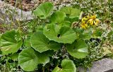Farfugium japonicum