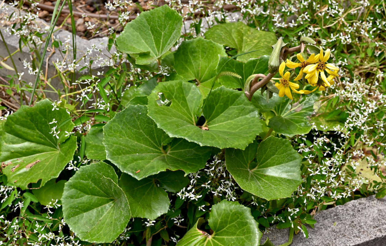Image of Farfugium japonicum specimen.