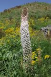 genus Eremurus. Соцветие. Таджикистан, Гиссарский хр., дол. р. Зидды, стационар Сияку, ≈ 2450 м н.у.м., крупнотравный луг. 25 июня 2026 г.