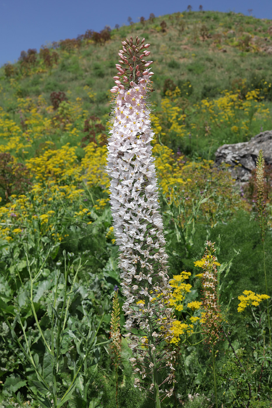 Image of genus Eremurus specimen.