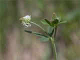 Trifolium montanum. Верхушка цветущего растения. Республика Татарстан, окр. с. Камское Устье, дол. р. Волга, хвойно-широколиственный лес (с Pinus, Quercus, Ulmus, Acer), обочина грунтовой дороги. 01.06.2026.