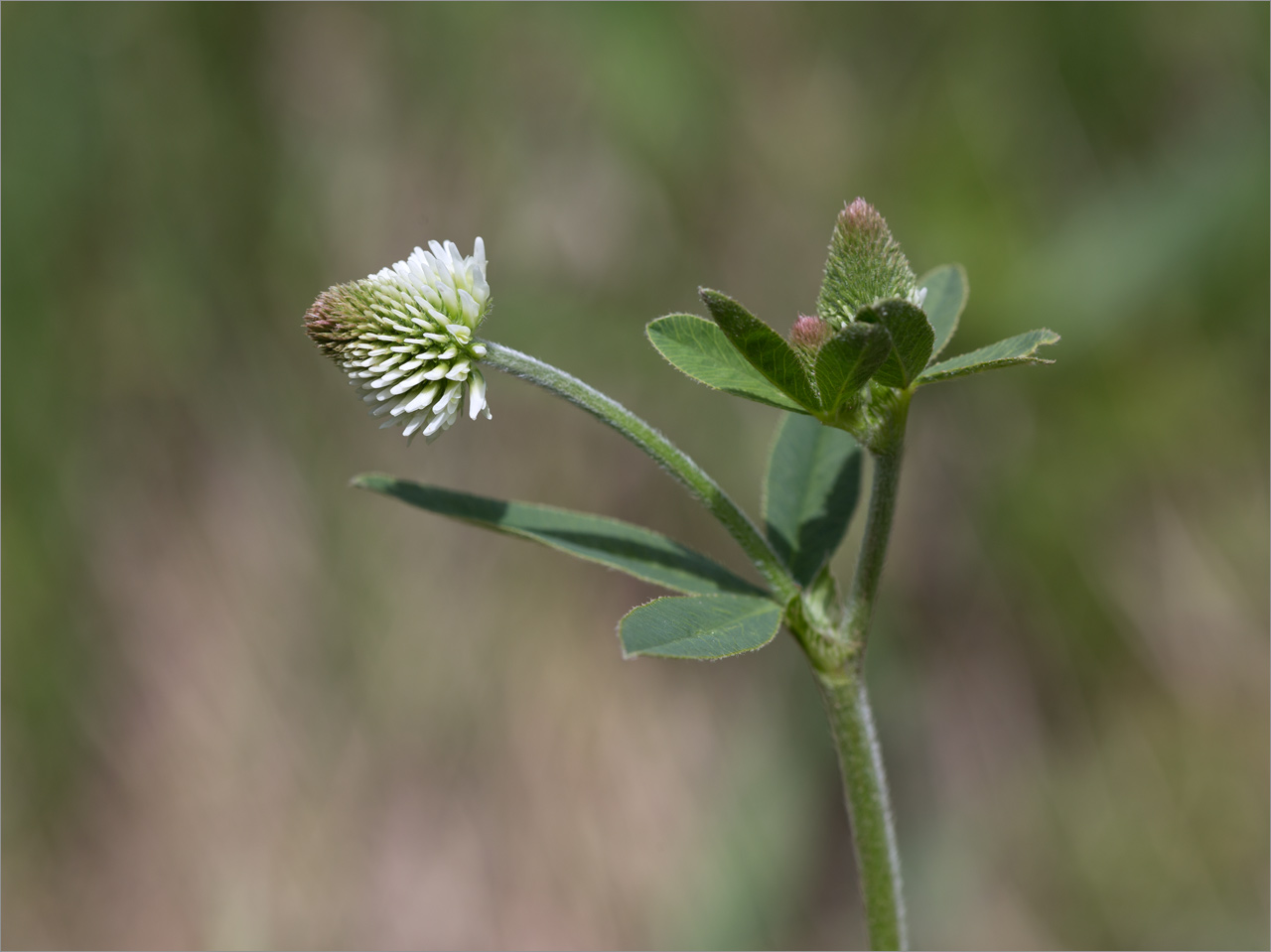 Image of Trifolium montanum specimen.