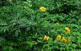Rudbeckia laciniata разновидность hortensia. Верхушка цветущего растения. Московская обл., г. Железнодорожный, в культуре. 21.08.2026.