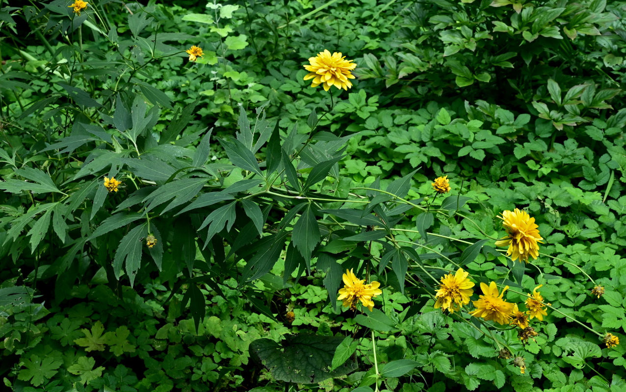 Изображение особи Rudbeckia laciniata var. hortensia.