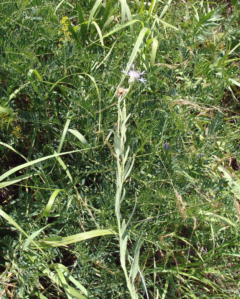 Изображение особи род Centaurea.