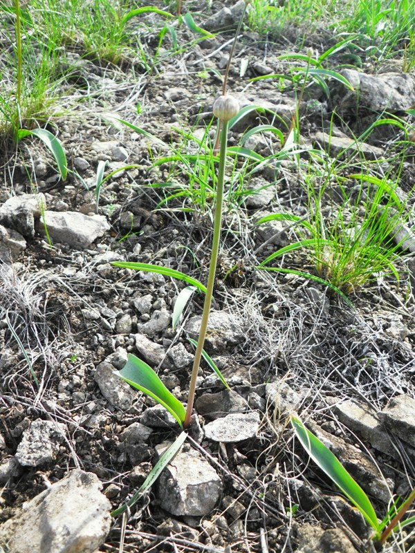 Image of Allium tulipifolium specimen.