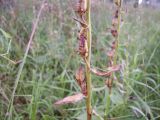 Digitalis grandiflora