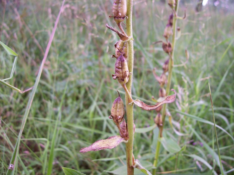 Image of Digitalis grandiflora specimen.