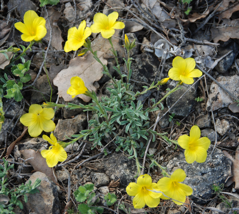 Image of Linum pallasianum specimen.