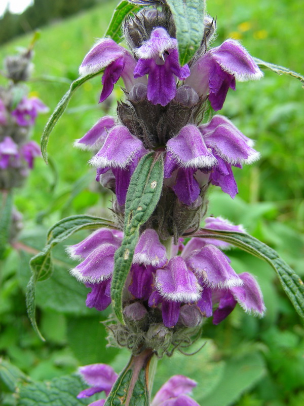 Image of Phlomoides oreophila specimen.