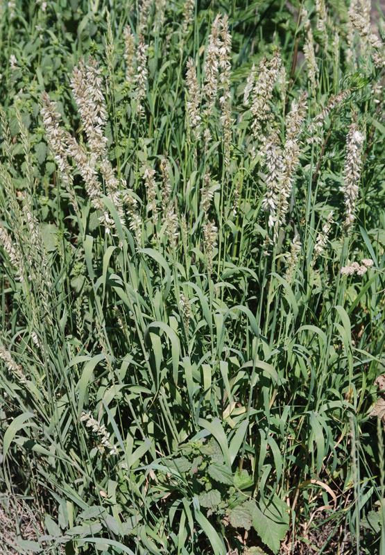 Image of Melica altissima specimen.