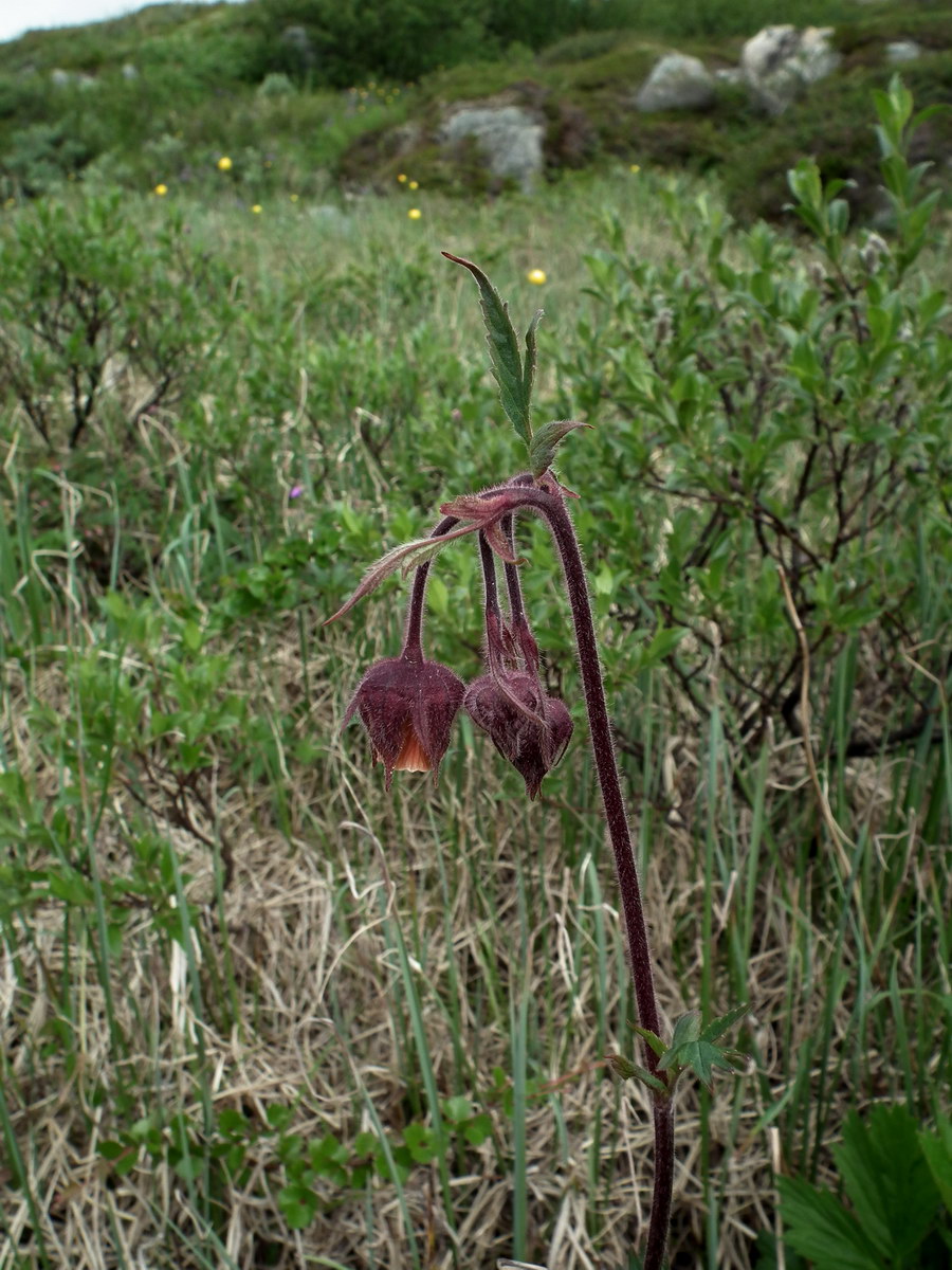 Изображение особи Geum rivale.