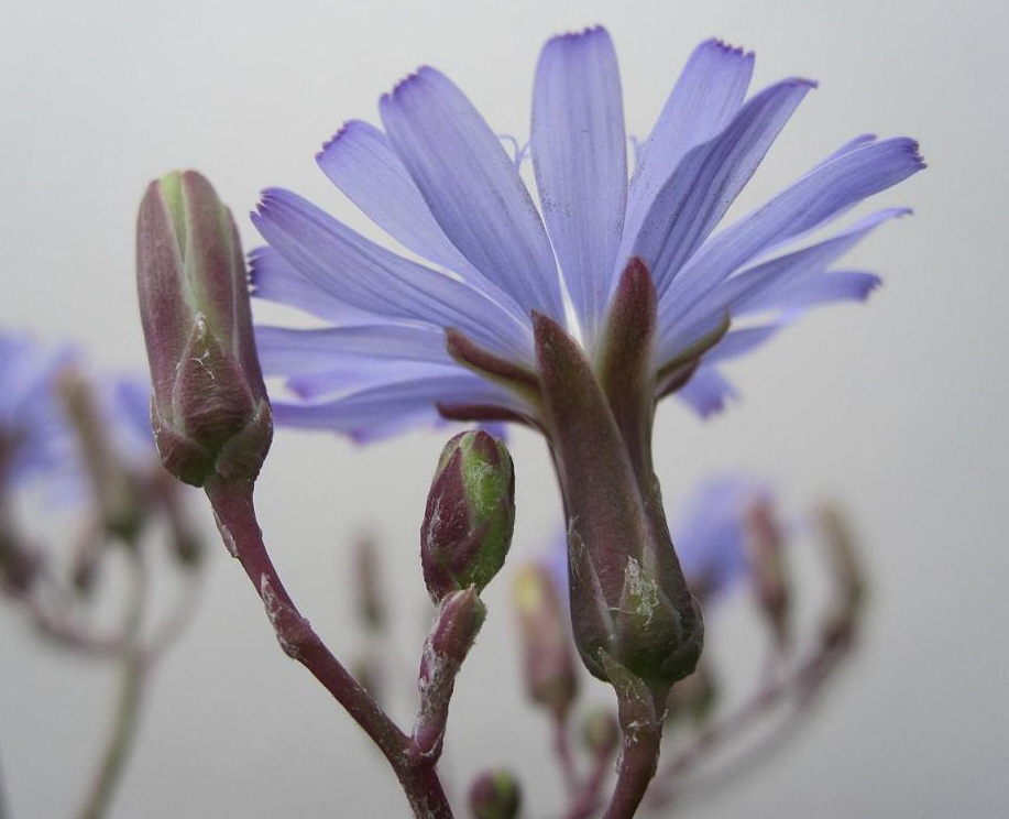 Image of Lactuca tatarica specimen.