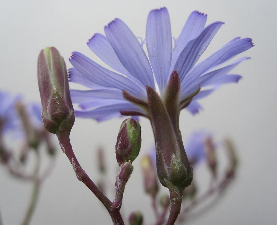 Изображение особи Lactuca tatarica.