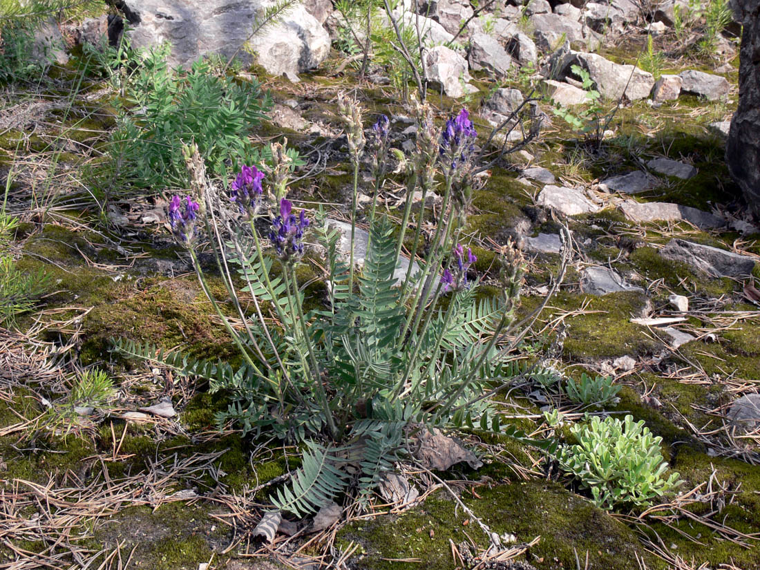 Изображение особи Oxytropis ivdelensis.