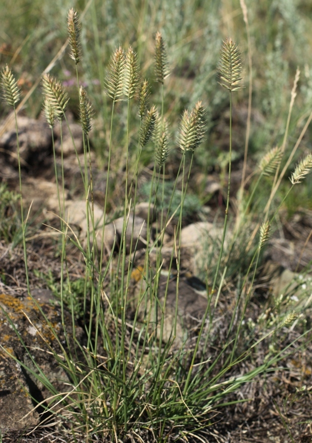 Изображение особи Agropyron pectinatum.