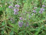 Mentha pulegium