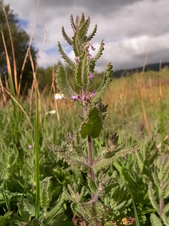 Изображение особи Teucrium scordioides.