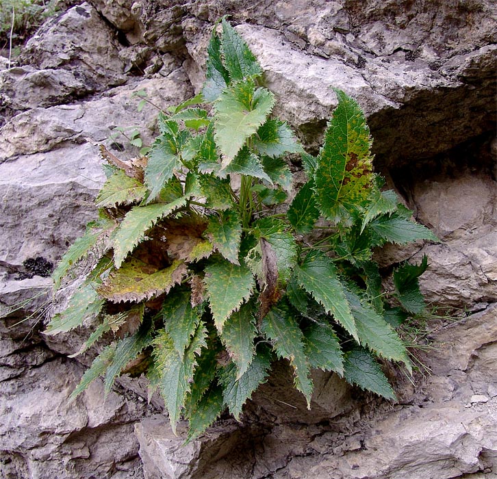 Image of Campanula ossetica specimen.