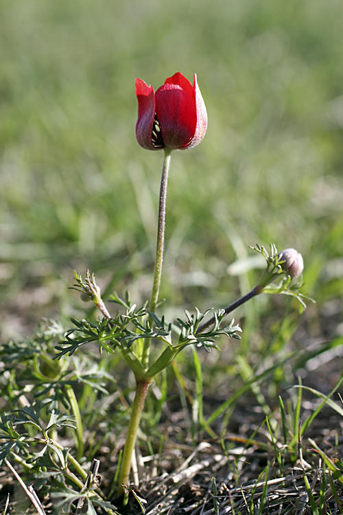 Изображение особи Anemone bucharica.