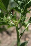Physalis angulata