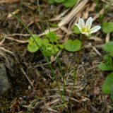 Lloydia serotina