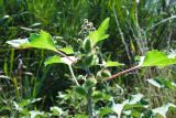 Xanthium orientale