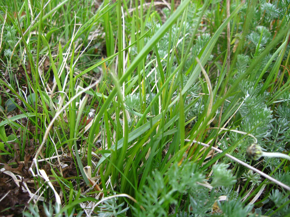 Изображение особи Carex huetiana.