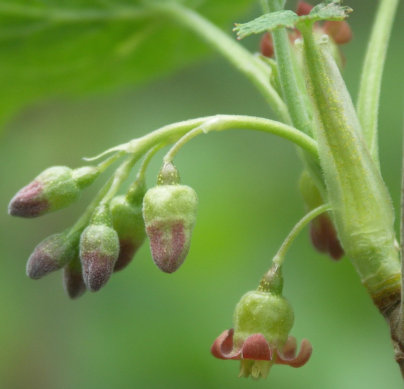 Изображение особи Ribes nigrum.