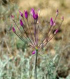 Allium iliense. Соцветие. Казахстан, Алматинская обл., Жамбылский р-н. 13.05.2011.